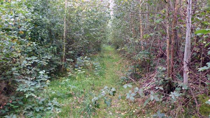 Freischneiden des Waldwegs 4