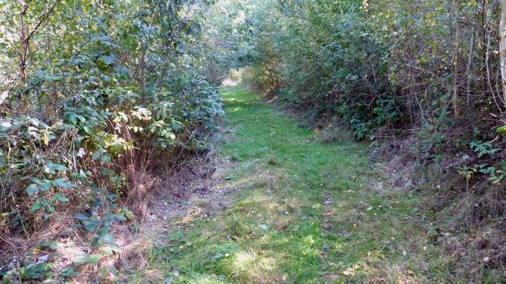 Freischneiden des Waldwegs 1